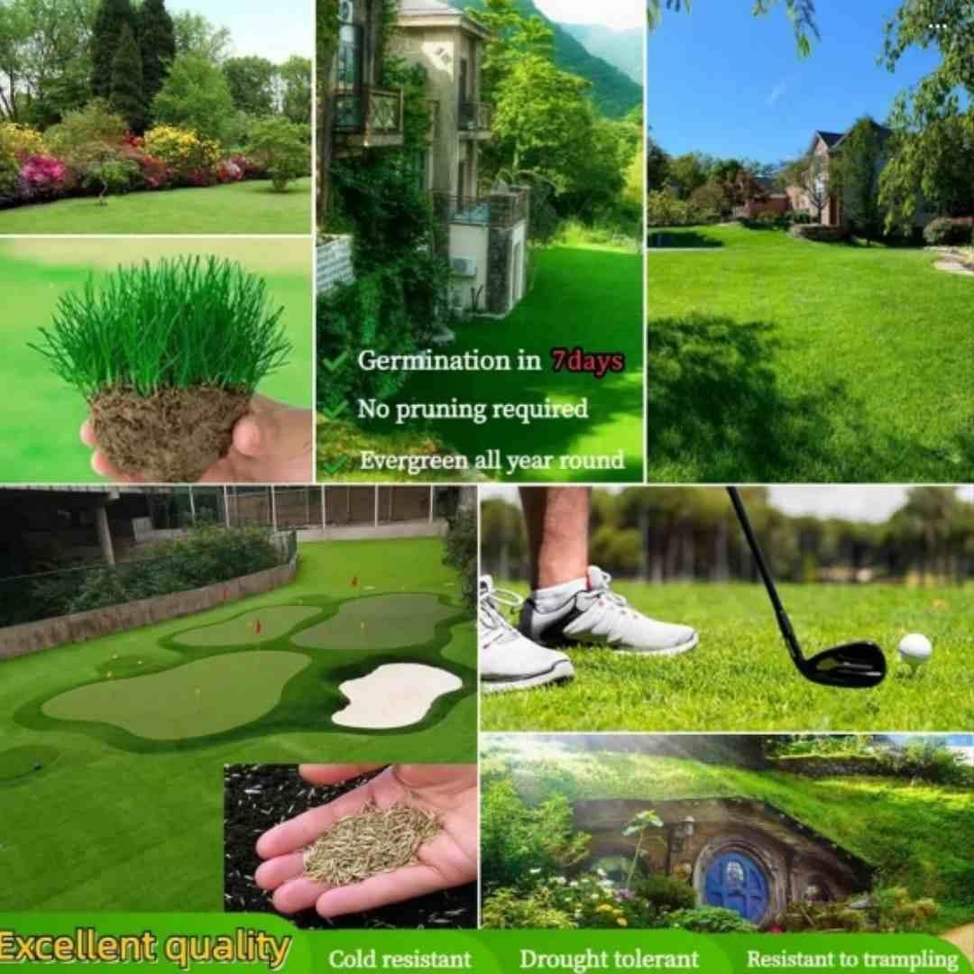 All-Season Grass Seeds for Gardens & Lawns (100g/pack)