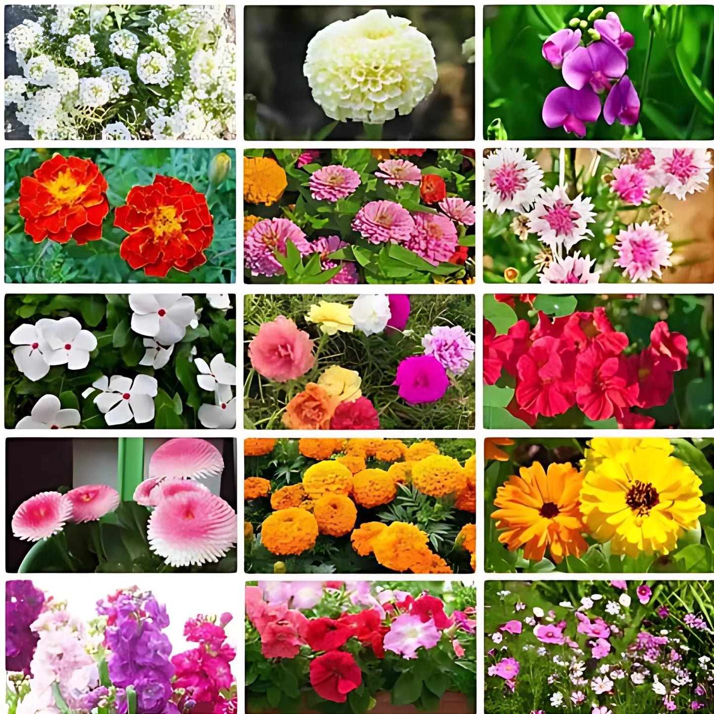 All Season Mixed Flower Seed Collection (Pack of 100) And Get Plant Growth Supplement Free