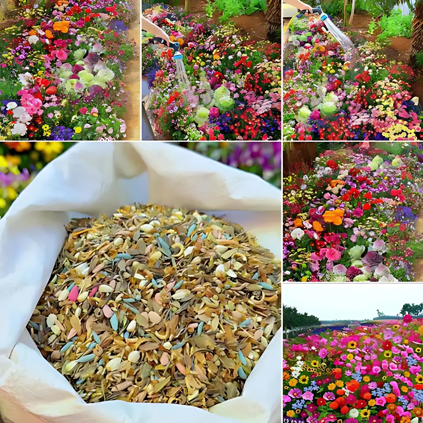 All Season Mixed Flower Seed Collection (Pack of 100) And Get Plant Growth Supplement Free