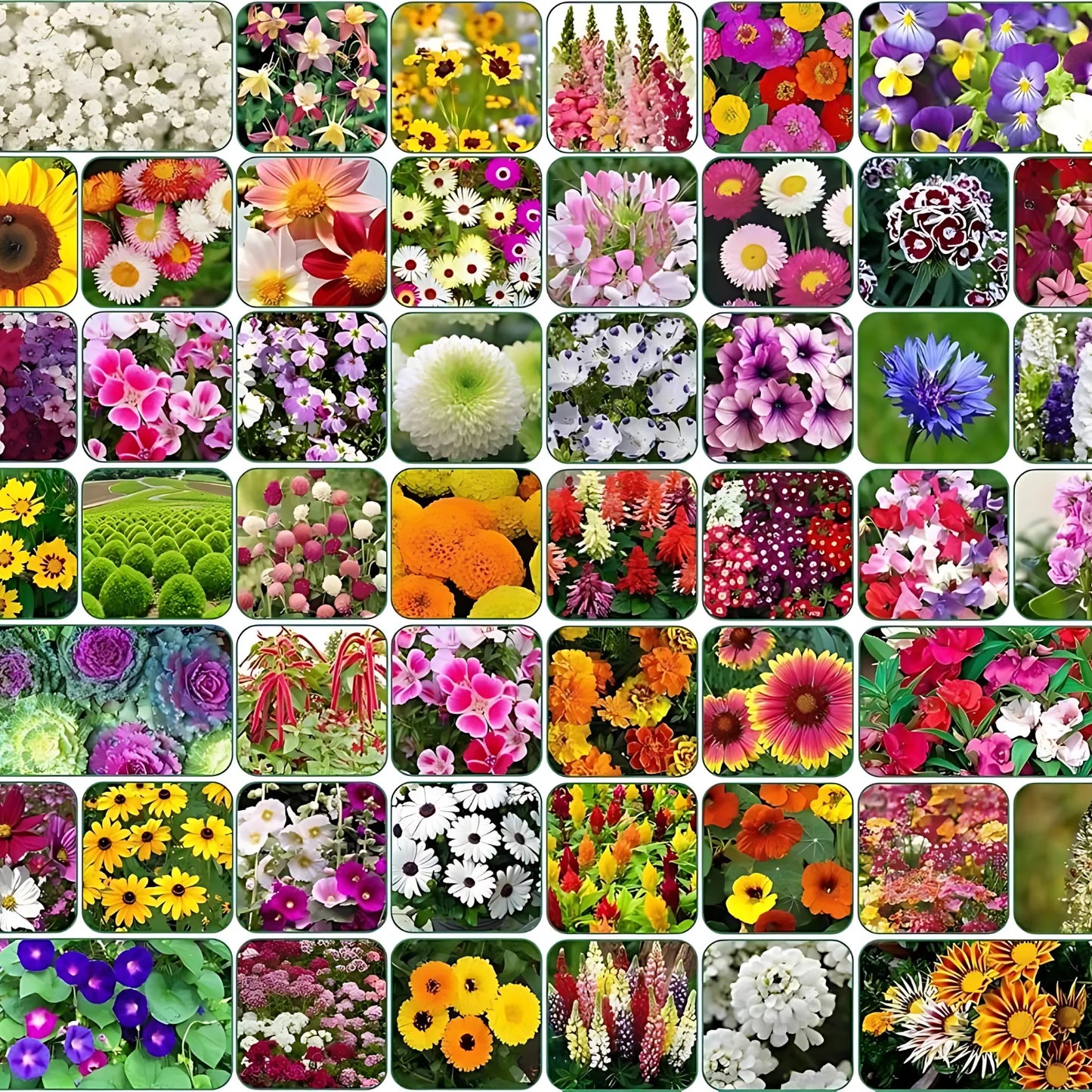 All Season Mixed Flower Seed Collection (Pack of 100) And Get Plant Growth Supplement Free