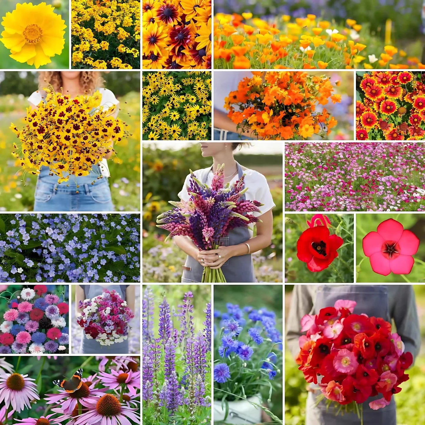 All Season Mixed Flower Seed Collection (Pack of 100) And Get Plant Growth Supplement Free