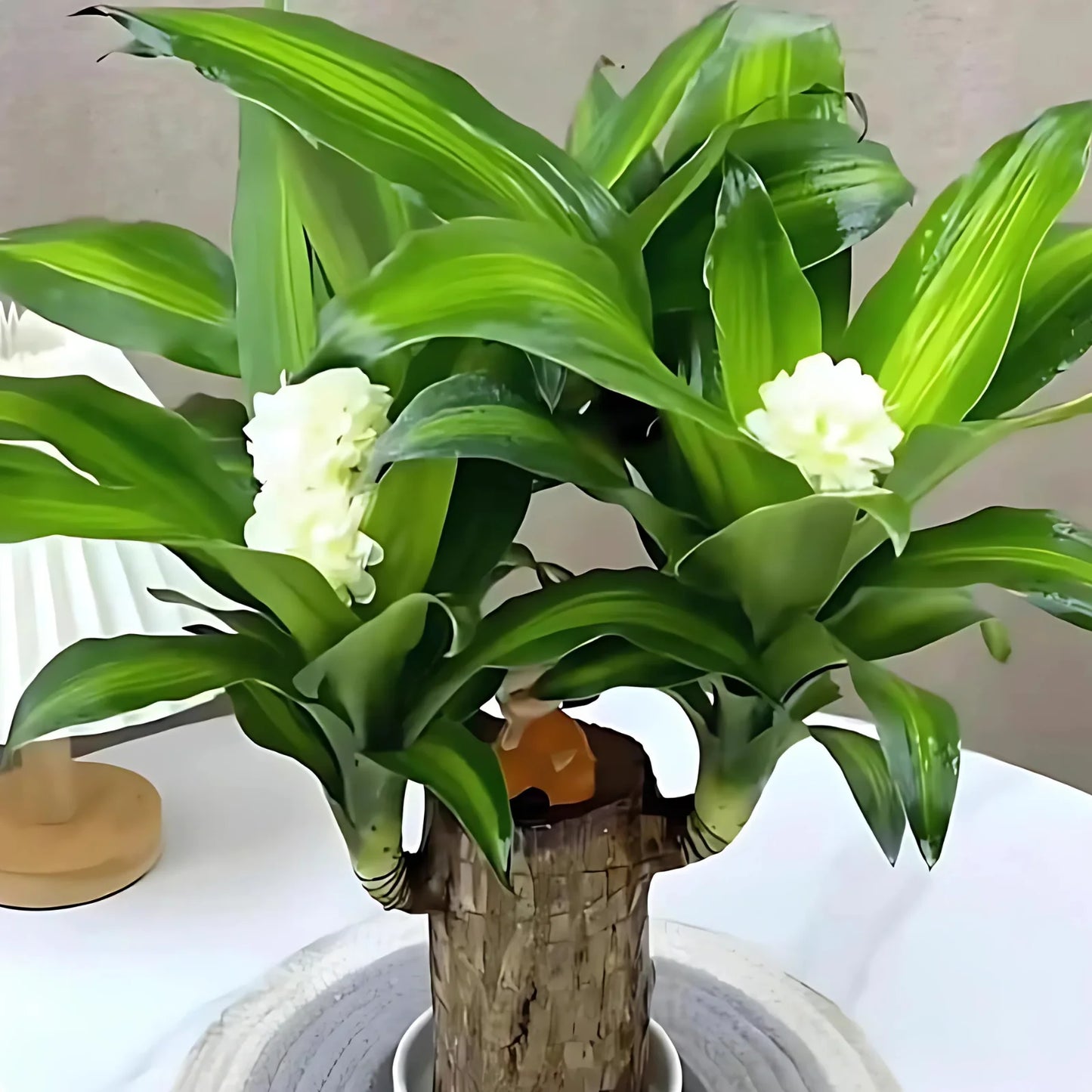 Brazilian Lucky Wood | Natural Air Purifier & Home Luck Enhancer - Pack Of 2