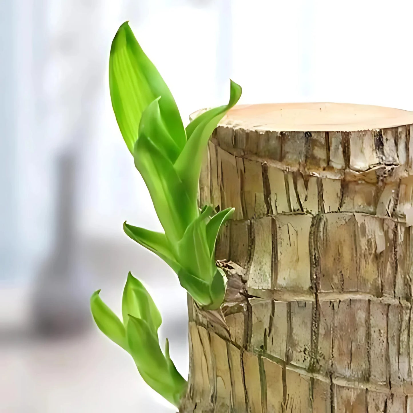 Brazilian Lucky Wood | Natural Air Purifier & Home Luck Enhancer - Pack Of 2