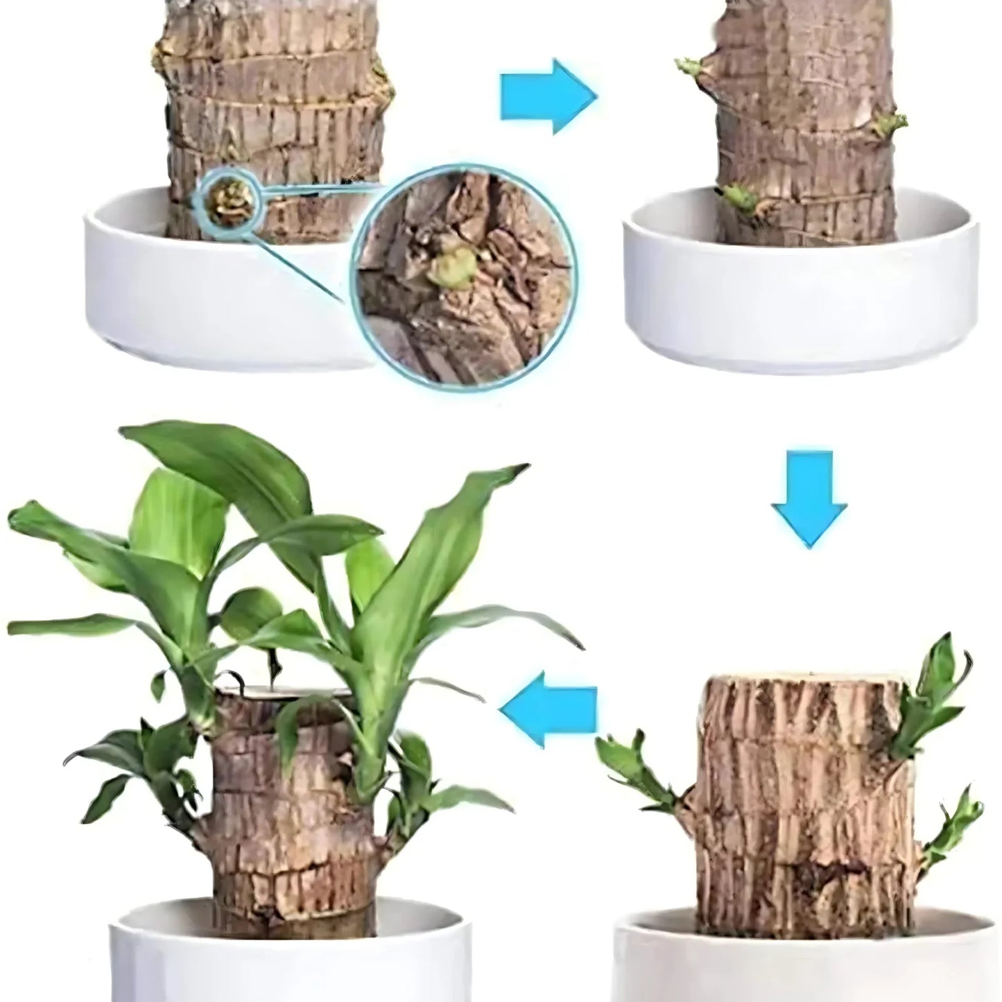 Brazilian Lucky Wood | Natural Air Purifier & Home Luck Enhancer - Pack Of 2