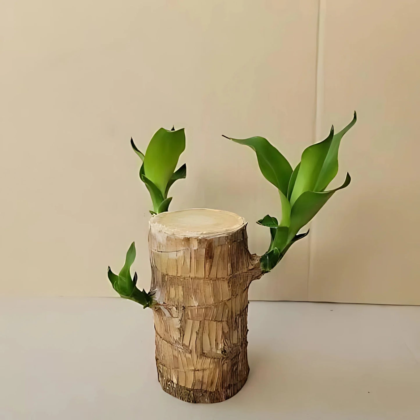 Brazilian Lucky Wood | Natural Air Purifier & Home Luck Enhancer - Pack Of 2