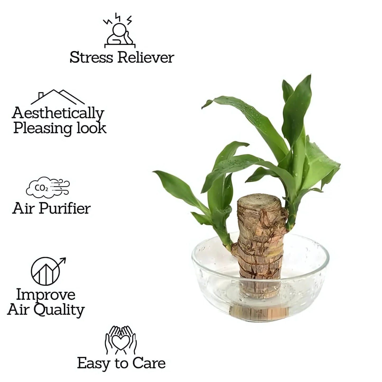 Brazilian Lucky Wood | Natural Air Purifier & Home Luck Enhancer - Pack Of 2