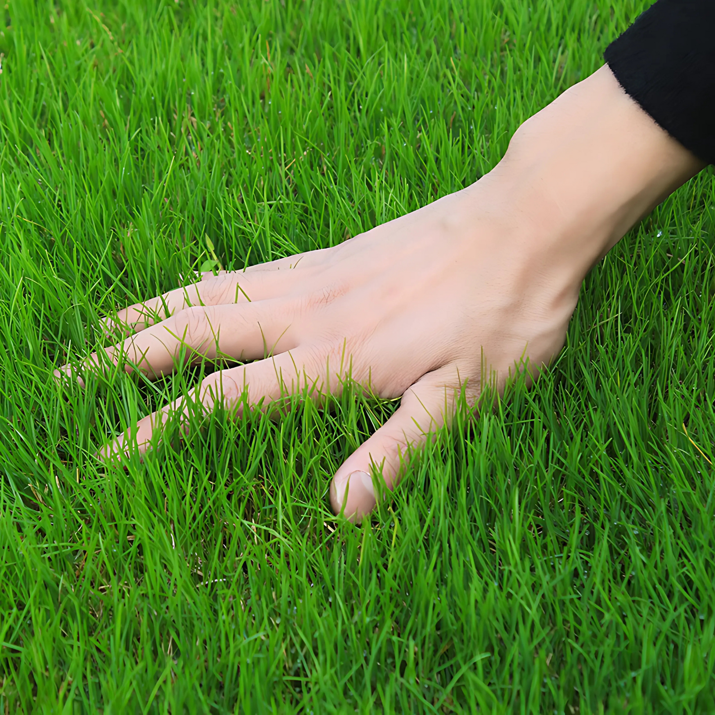 All-Season Grass Seeds for Gardens & Lawns (100g/pack)