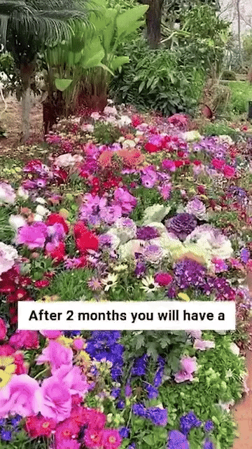 All Season Mixed Flower Seed Collection (Pack of 100) And Get Plant Growth Supplement Free