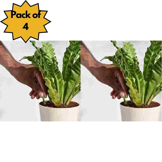 All-Purpose Plant Fertilizer Sticks for Healthy Gardening Pack Of 2 (50pcs/pack)