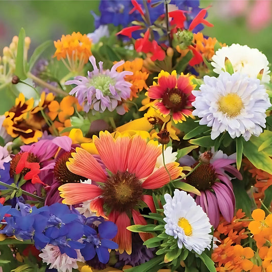 All Season Mixed Flower Seed Collection (Pack of 100) And Get Plant Growth Supplement Free