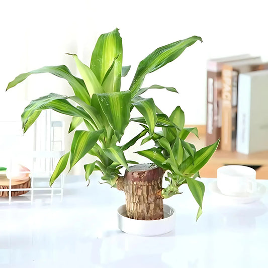 Brazilian Lucky Wood | Natural Air Purifier & Home Luck Enhancer - Pack Of 2